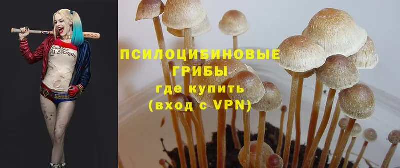 Псилоцибиновые грибы Psilocybe  KRAKEN   Хотьково 